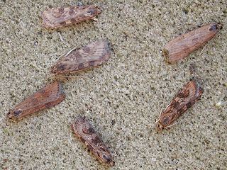 Wanderznsler Nomophila noctuella Rush Veneer