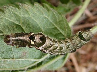 Schmetterlinge Raupen Bestimmen Familie Eulen Eulenfalter Noctuidae