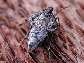 Weibchen Kleiner Frostspanner   Operophtera brumata   Winter Moth