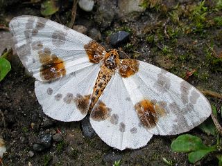 Ulmen-Harlekin Calospilos (Abraxas) sylvata Clouded Magpie