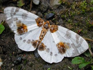 Ulmen-Harlekin Calospilos (Abraxas) sylvata Clouded Magpie