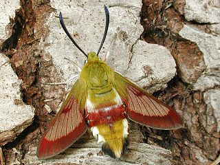 Hummelschwärmer Hemaris fuciformis Broad-bordered Bee Hawk-moth