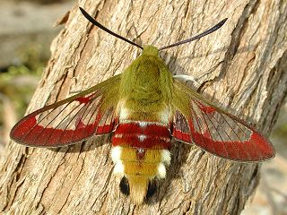 Hummelschwärmer Hemaris fuciformis Broad-bordered Bee Hawk-moth (9303 Byte)