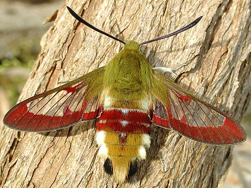 Hummelschwrmer Hemaris fuciformis Broad-bordered Bee Hawk-moth
