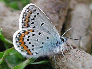 Ginster-Bluling Plebeius idas Idas Blue