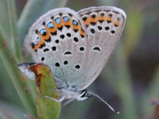 Ginster-Bluling Plebeius idas Idas Blue