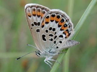 Ginster-Bluling Plebeius idas Idas Blue