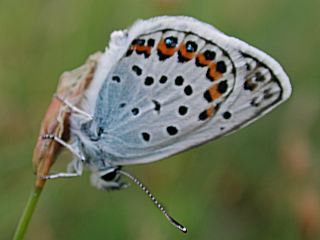 Ginster-Bluling Plebeius idas Idas Blue