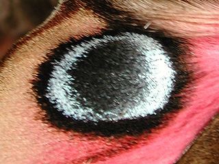 Abendpfauenauge Smerinthus ocellata Eyed Hawk-moth