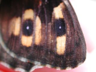 Ockerbindiger Samrfalter Rostbinde Hipparchia semele Grayling