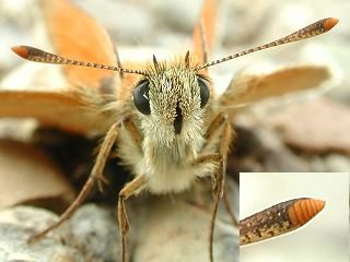 Fhler Braunkolbiger Braun-Dickkopffalter Thymelicus sylvestris Small Skipper