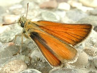 Weibchen Braunkolbiger Braun-Dickkopffalter Thymelicus sylvestris Small Skipper