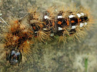 Raupe Ampfer-Eule Acronicta rumicis Knot Grass