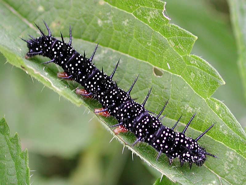 Tagpfauenauge Inachis io Peacock