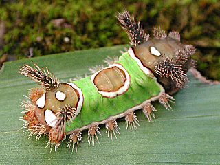Raupe Acharia stimulea  Saddleback Caterpillar