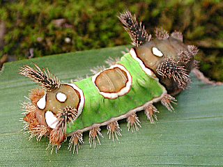 Raupe Acharia stimulea Saddleback Caterpillar