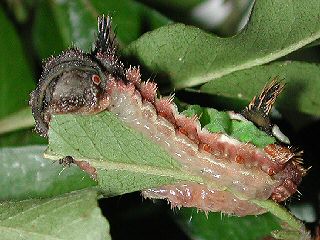 Raupe Acharia stimulea  Saddleback Caterpillar
