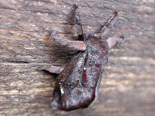 Acharia stimulea Saddleback Caterpillar