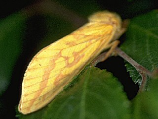 Hepialus humuli Großer Hopfen-Wurzelbohrer Ghost Moth