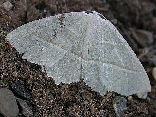 Campaea margaritata Light Emerald Perlglanzspanner