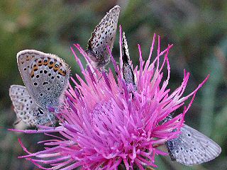 Geiklee-Bluling Argus-Bluling Plebeius argus Silver-studded Blue