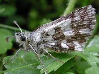Pyrgus alveus Sonnenrschen-Wrfel-Dickkopffalter Large Grizzled Skipper