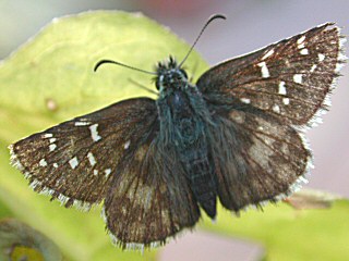 Pyrgus alveus Sonnenrschen-Wrfel-Dickkopffalter Large Grizzled Skipper