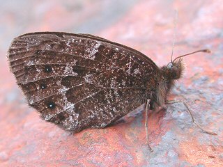 Erebia montana Marbled Ringlet