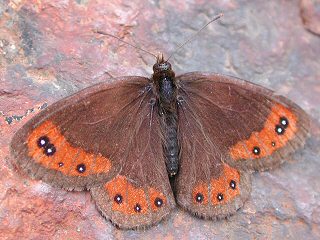 Erebia montana Marbled Ringlet
