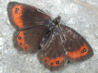Erebia montana Marbled Ringlet