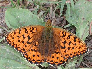 Mittlerer Perlmutterfalter Argynnis (Speyeria) niobe Niobe Fritillary