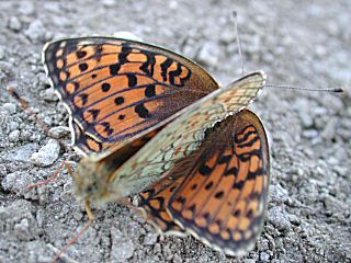 Mittlerer Perlmutterfalter Argynnis (Speyeria) niobe Niobe Fritillary