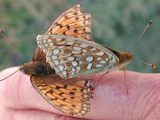 Mittlerer Perlmutterfalter Argynnis (Speyeria) niobe Niobe Fritillary