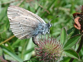 Eiablage Rotklee-Bluling Violetter Wald-Bluling Polyommatus semiargus Mazarine Blue