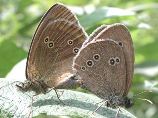 Paarung Schornsteinfeger mit Groem Ochsenauge   The Ringlet   Aphantopus hyperantus (35433 Byte)