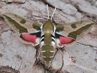 Wolfsmilchschwärmer Hyles euphorbiae Spurge Hawk-moth