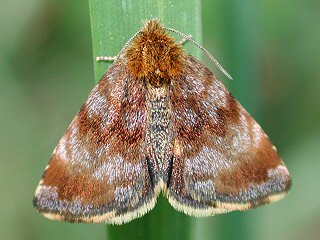 Hornkraut-Tageulchen  Hornkraut-Sonneneulchen  Small Yellow Underwing
