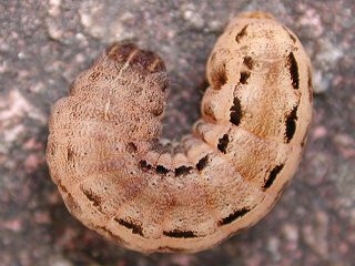 Raupe Hausmutter Noctua pronuba Yellow Underwing