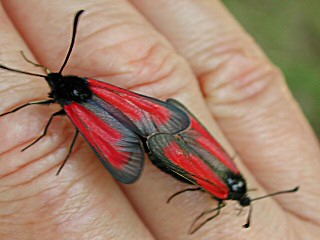 Thymian-Widderchen Zygaena purpuralis Bibernell-Widderchen Zygaena minos