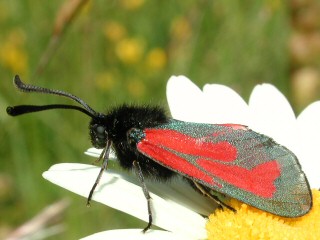 Thymian-Widderchen Zygaena purpuralis Bibernell-Widderchen Zygaena minos