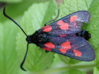 Supfhornklee-Widderchen Zygaena trifolii Five-spot Burnet