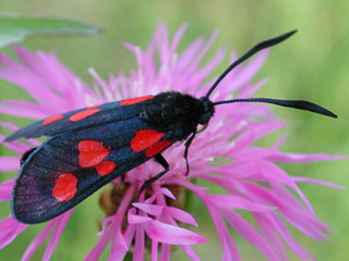 Supfhornklee-Widderchen Zygaena trifolii Five-spot Burnet