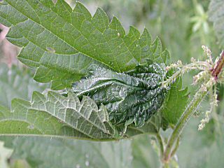 Gespinst Raupe Nesselznsler  Pleurotypa ruralis
