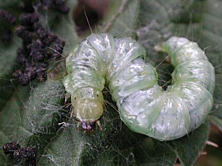 Raupe Nesselznsler  Pleurotypa ruralis