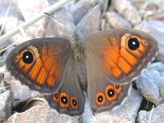 Braunauge Lasiommata maera Large Wall Brown Rispenfalter Kuhauge