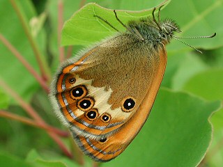Weibindiges Wiesenvgelchen Coenonympha arcania Pearly Heath Perlgrasfalter