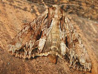Apamea monoglypha Groe Grasbscheleule Dark Arches