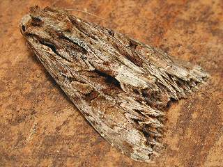 Apamea monoglypha Groe Grasbscheleule Dark Arches