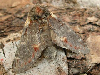 Dromedar-Zahnspinner Notodonta dromedarius Iron Prominent