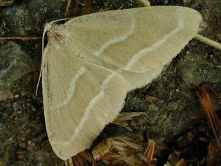 Zweibindiger Nadelwald-Spanner Hylaea fasciaria Barred Red